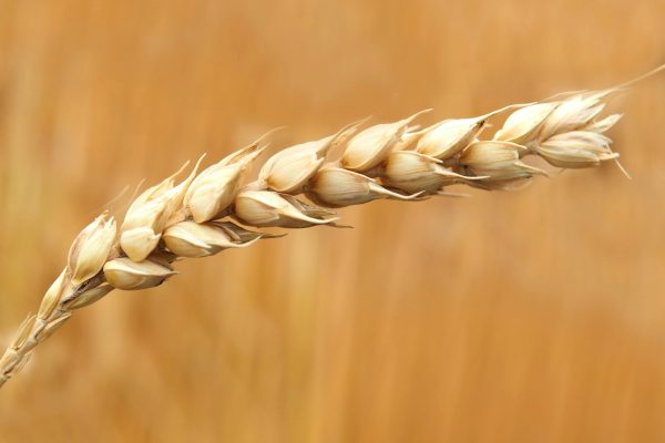 wheat-wheat-field-cereals-field-158603-158603 A detailed macro shot of a wheat ear in a sunlit field, highlighting agriculture.
